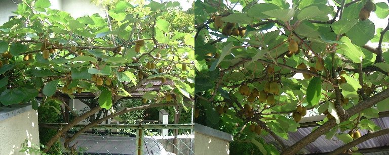 Kiwi