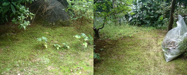 KusaMusiri