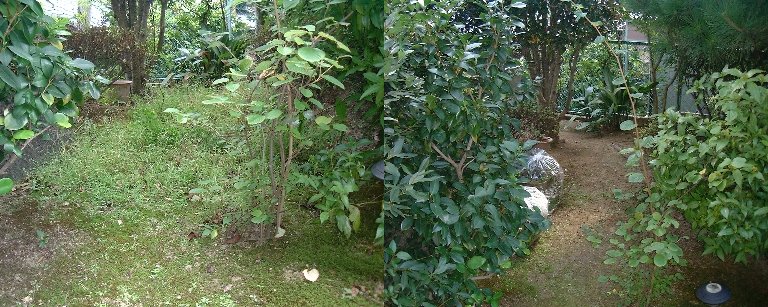 Kusamusiri-1