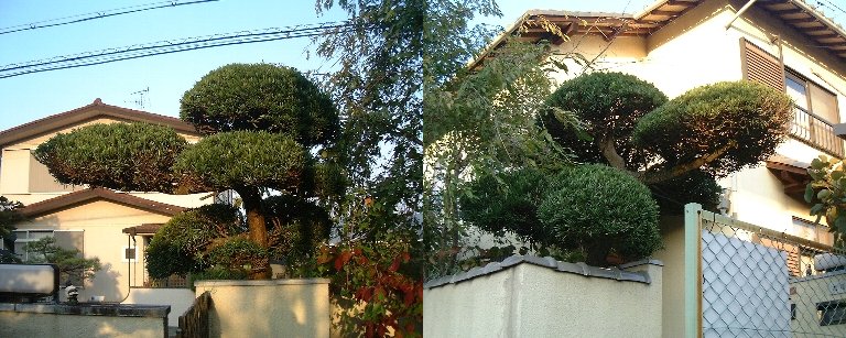Makinoki-1