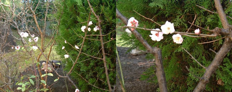 Ume-1
