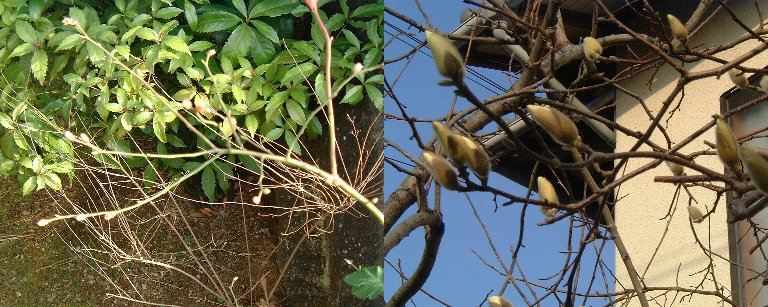 Ume-2