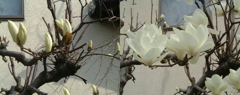 Hakumokuren