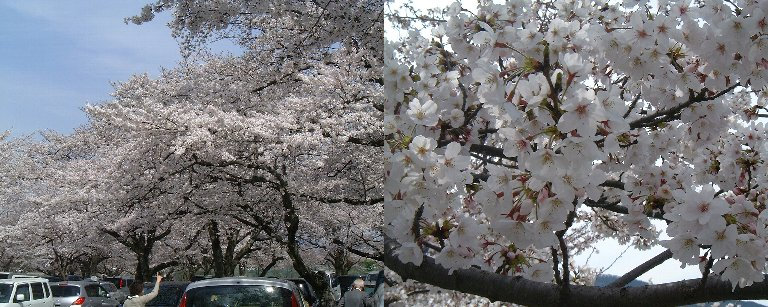 Arashiyama-2