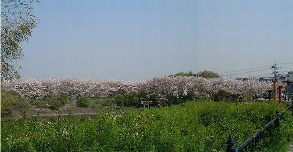 Sakura_Koen-1