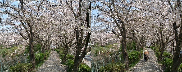 Sakura_Koen-2