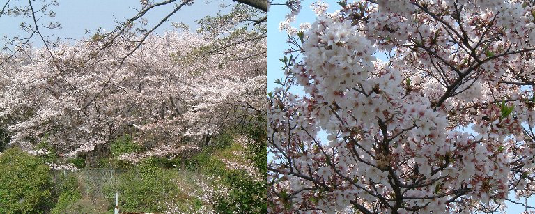 Sakura_Koen-3