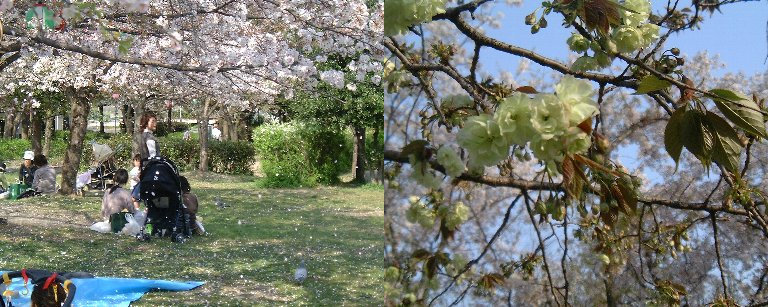 Sakura_Koen-4