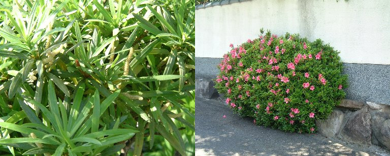 Niwaki-02