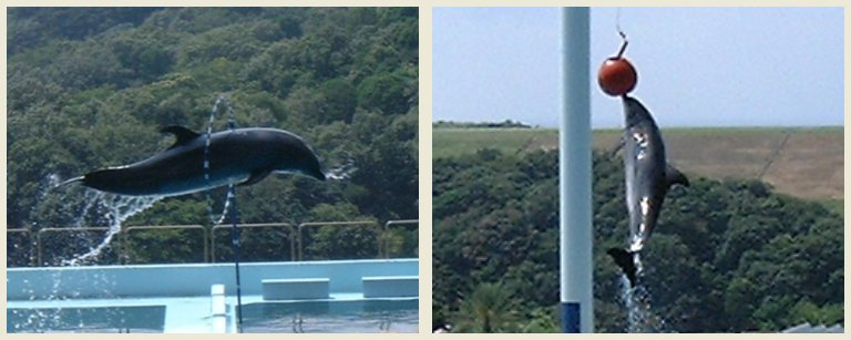 Shirahama-10